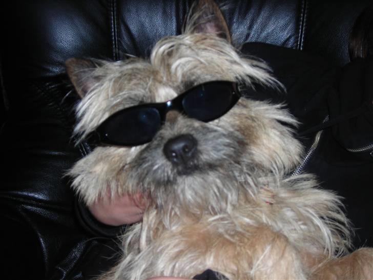 Cairn terrier oliver :)  - uhh gangster vaps :)  billede 8