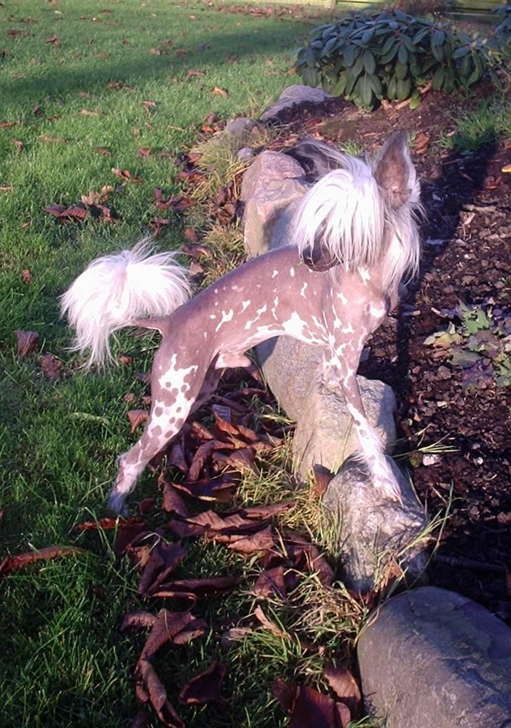 Chinese crested hårløs Kalif billede 11