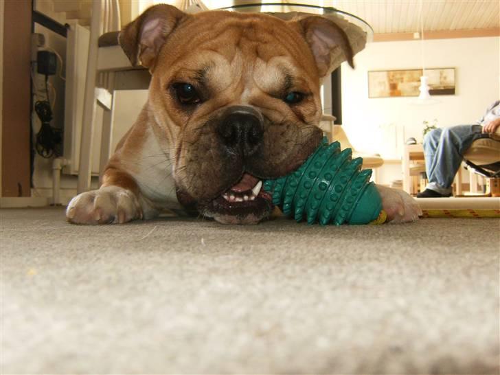 Engelsk bulldog Arnold billede 17