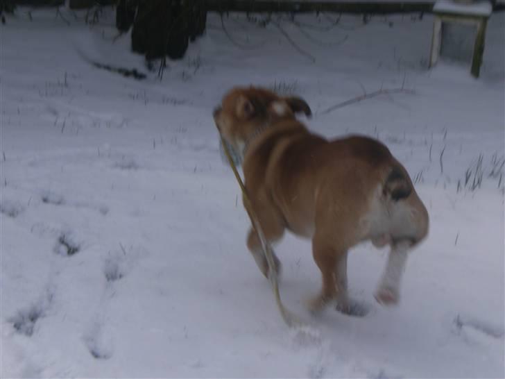 Engelsk bulldog Arnold billede 18