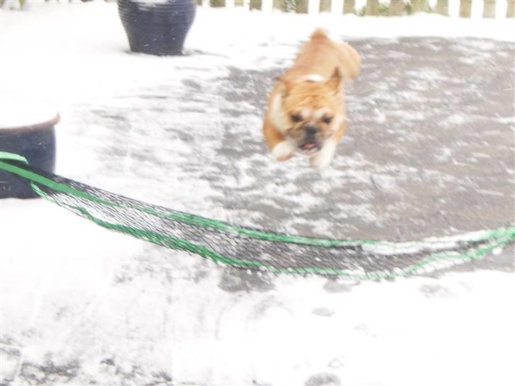 Engelsk bulldog Arnold billede 19