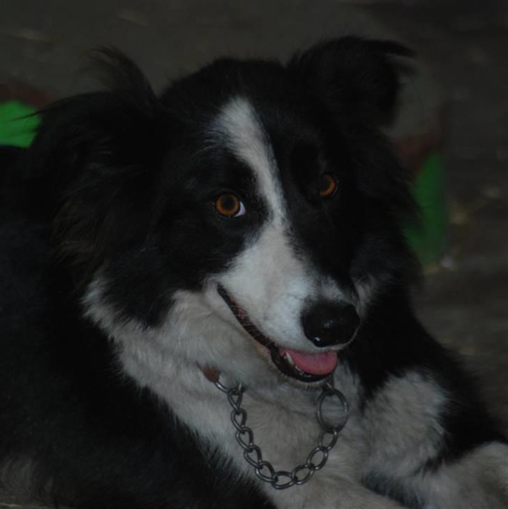Border collie Maddy † RIP † billede 6