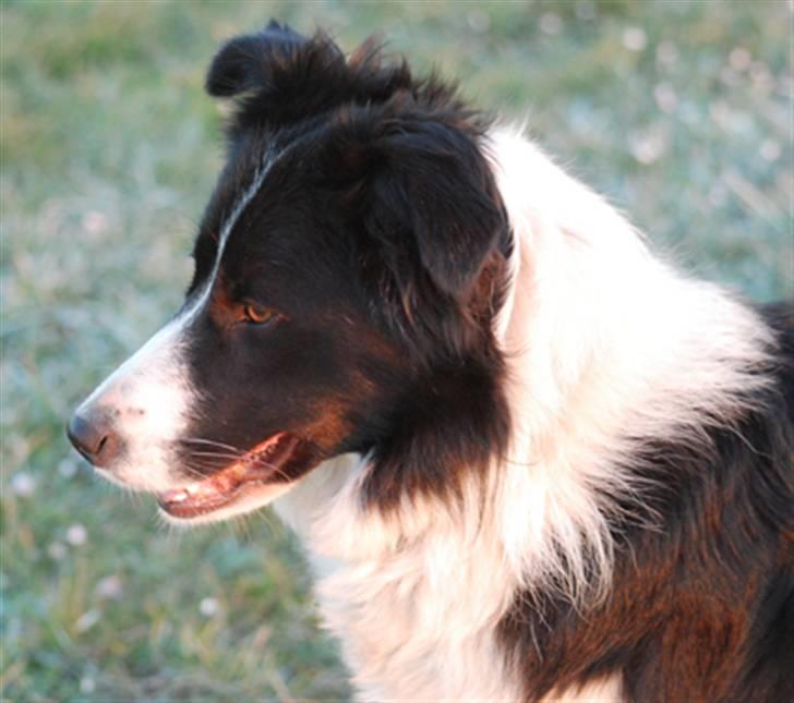 Border collie Mitzy - Er jeg ikke sød? billede 1