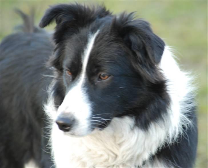 Border collie Mitzy billede 2