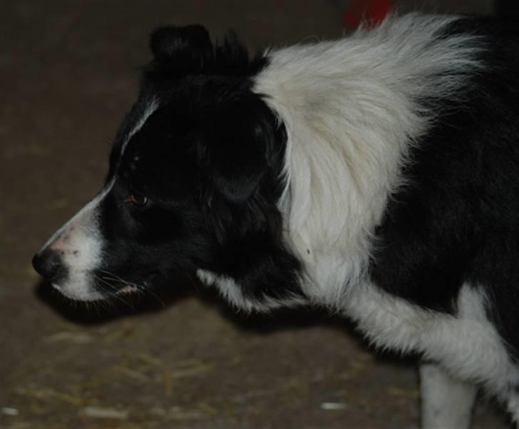 Border collie Mitzy billede 3