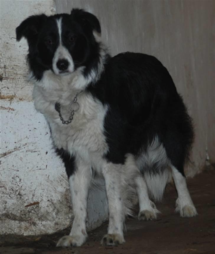 Border collie Mitzy billede 4