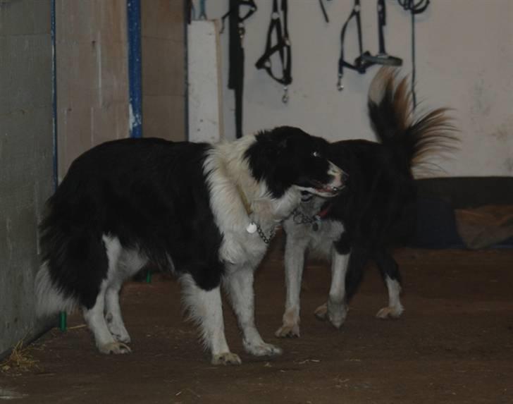 Border collie Mitzy billede 5
