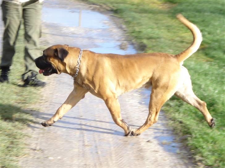Boerboel Boelsplaas Zeus - 01-03-08. Min Far, Boelsplaas Monrad. Min Far er en flot og fysisk stærk han hund, så jeg har noget at leve op til. billede 1