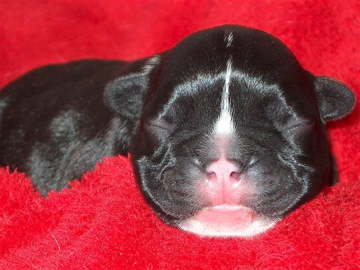 Fransk bulldog  Alle 5. W+W+L+L+T  :-)  billede 6