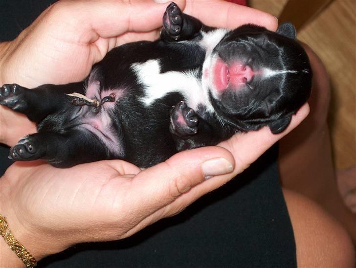 Fransk bulldog  Alle 5. W+W+L+L+T  :-)  billede 7