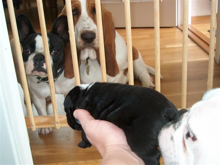 Fransk bulldog  Alle 5. W+W+L+L+T  :-)  billede 8