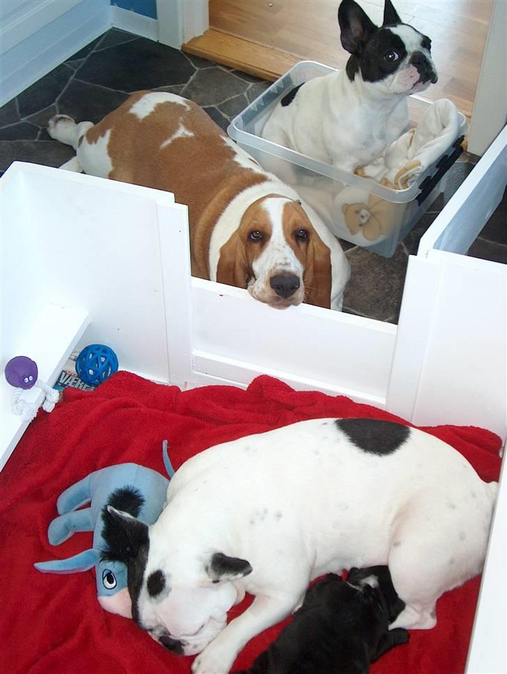 Fransk bulldog  Alle 5. W+W+L+L+T  :-)  billede 9