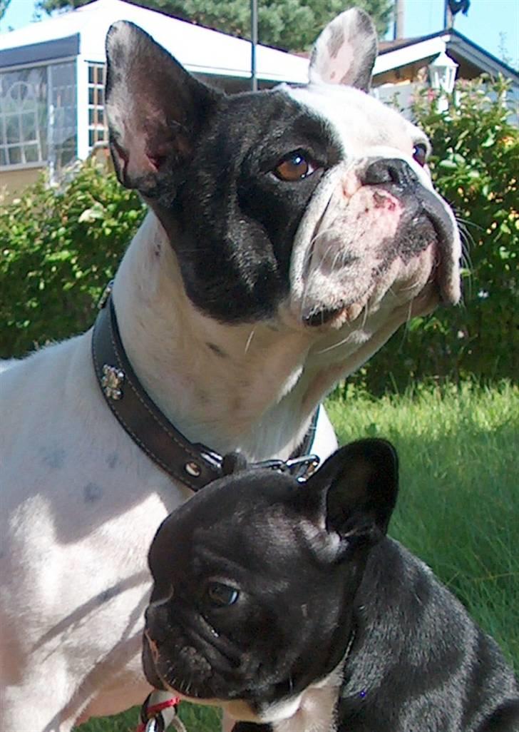 Fransk bulldog  Alle 5. W+W+L+L+T  :-)  billede 10