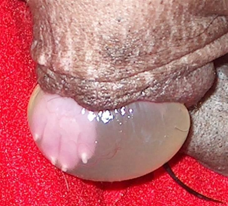 Fransk bulldog  Alle 5. W+W+L+L+T  :-)  billede 11