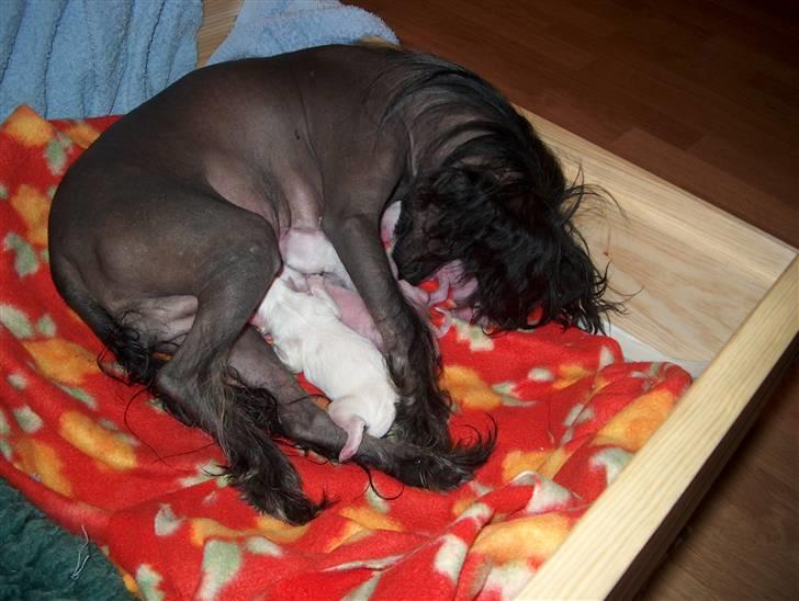 Fransk bulldog  Alle 5. W+W+L+L+T  :-)  billede 12