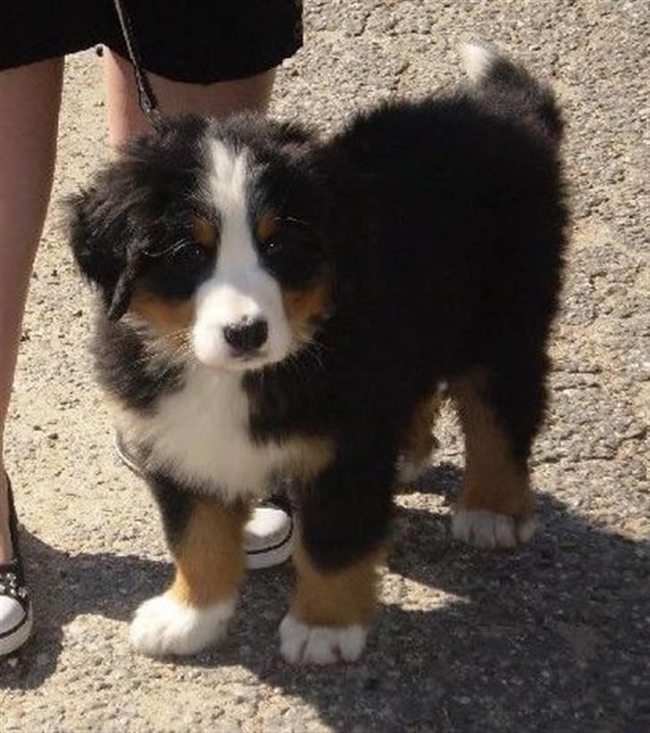 Berner sennenhund Morgan billede 9