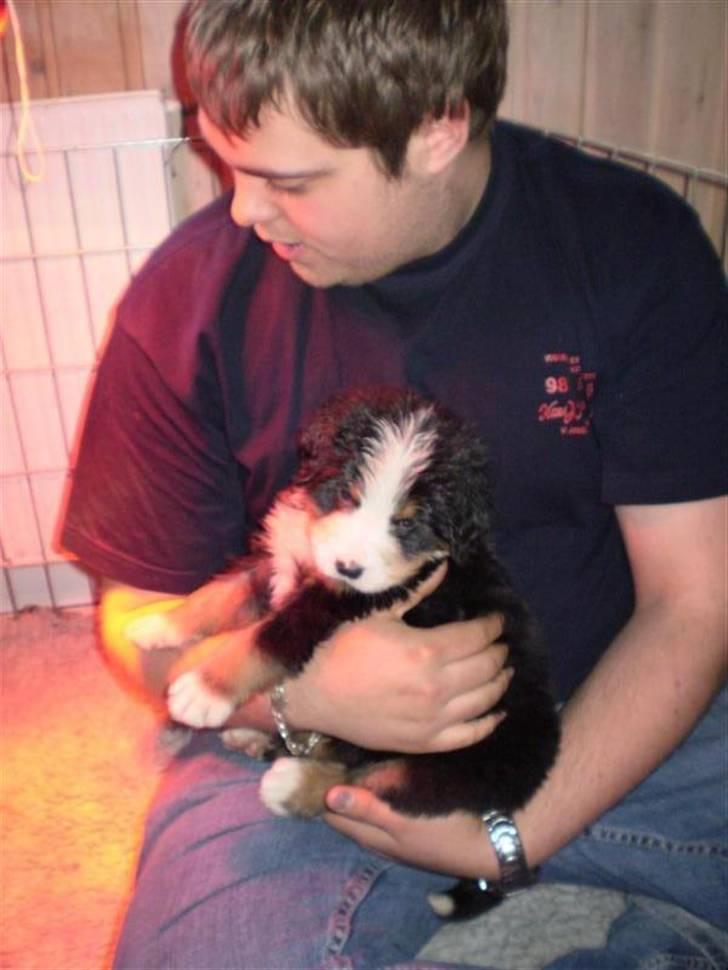 Berner sennenhund Morgan billede 10