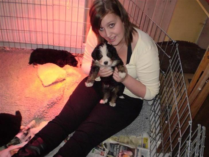 Berner sennenhund Morgan billede 11