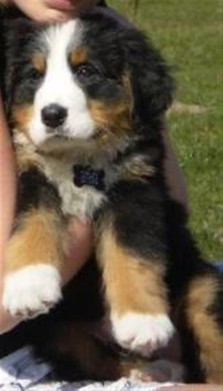 Berner sennenhund Morgan billede 12