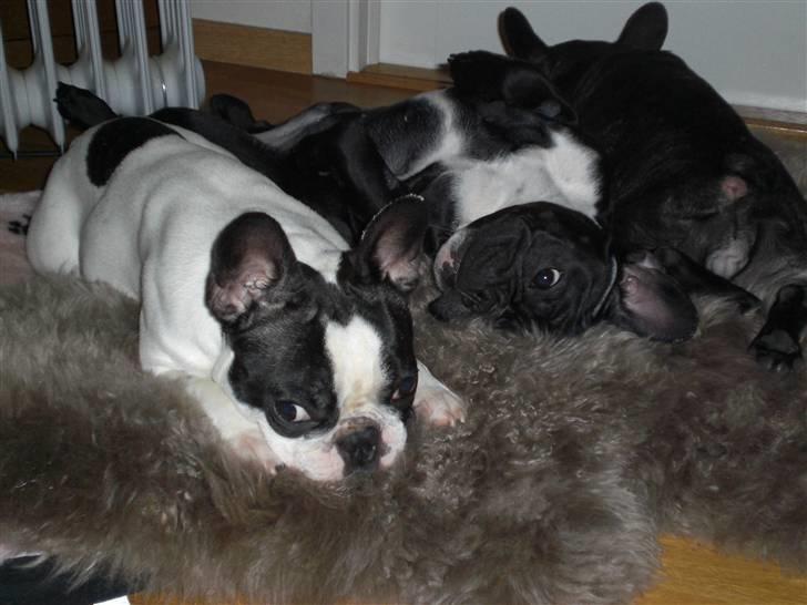 Fransk bulldog  Alle 5. W+W+L+L+T  :-)  billede 14