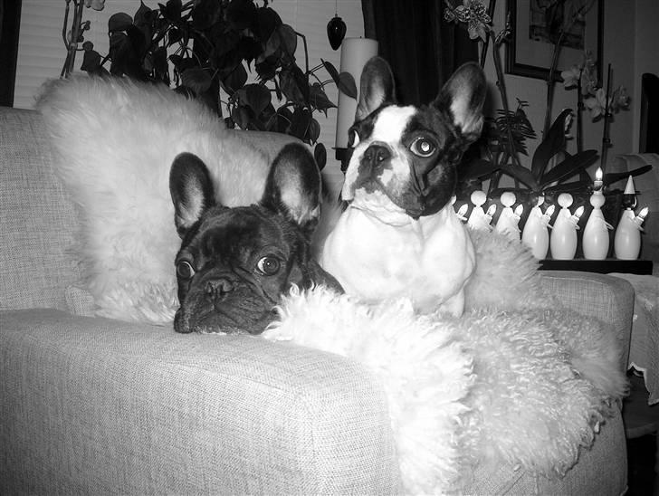 Fransk bulldog  Alle 5. W+W+L+L+T  :-)  billede 15