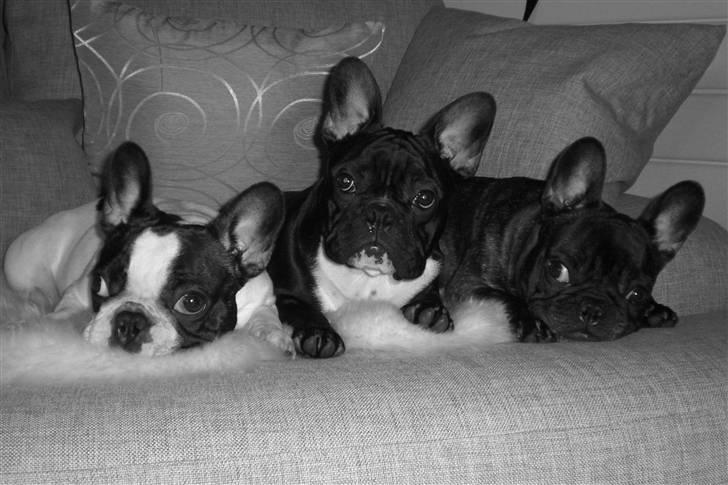 Fransk bulldog  Alle 5. W+W+L+L+T  :-)  billede 16