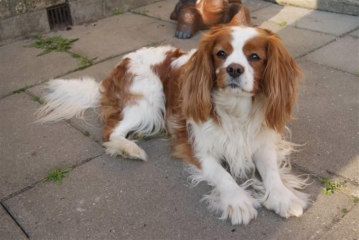 Cavalier king charles spaniel Simba R.I.P <3 - Velkommen til simba´s profil, læg gerne en bedømmelse + kommentar? :) billede 1
