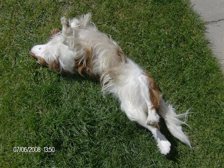 Cavalier king charles spaniel Simba R.I.P <3 - strækker sig billede 2