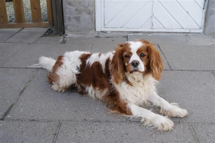 Cavalier king charles spaniel Simba R.I.P <3 - ***NYT*** 02/05-10 :) billede 3