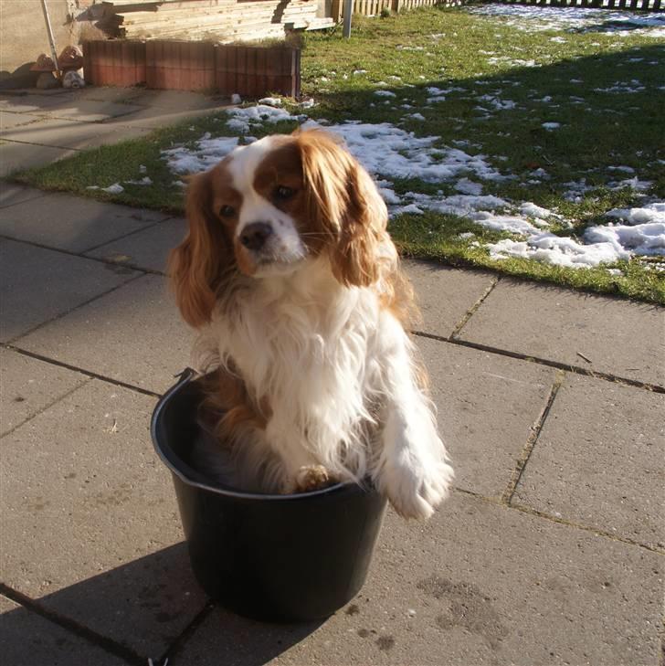 Cavalier king charles spaniel Simba R.I.P <3 - min lille skatter sidder i en spand :D billede 4
