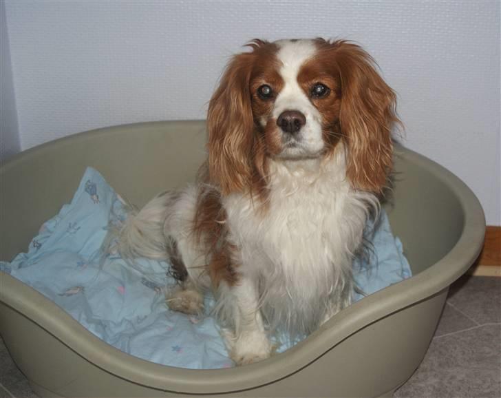 Cavalier king charles spaniel Simba R.I.P <3 billede 5
