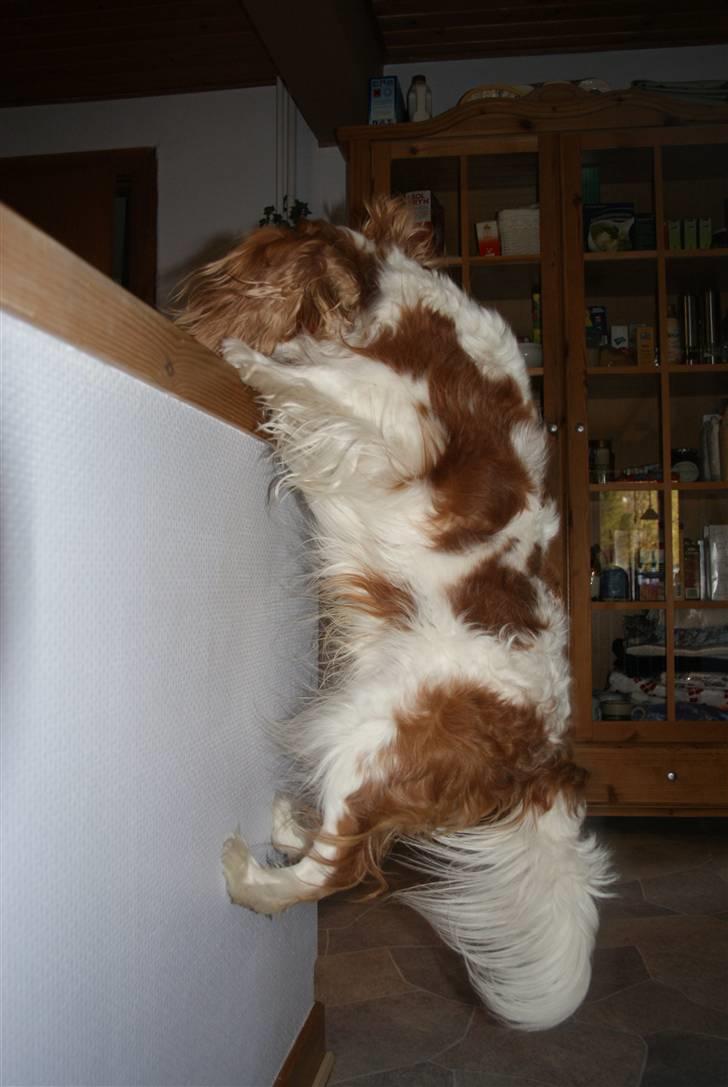 Cavalier king charles spaniel Simba R.I.P <3 - Hopper næsten op på køkkenbordet for at tage mad, lille frækkert  billede 6
