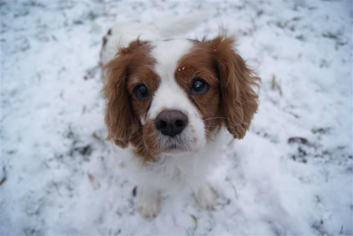 Cavalier king charles spaniel Simba R.I.P <3 - Simba i sneen, vinter 09 <3 billede 7