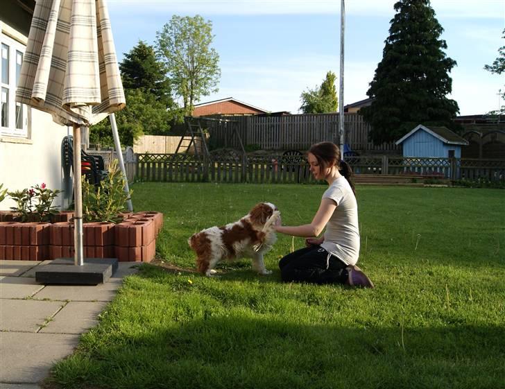 Cavalier king charles spaniel Simba R.I.P <3 - ***NYT*** 29/05-2010 Mig og Simba billede 8