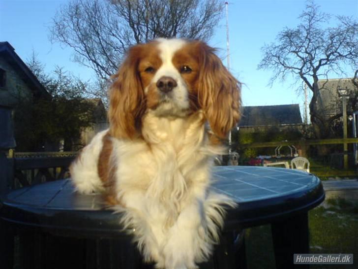 Cavalier king charles spaniel Simba R.I.P <3 billede 10