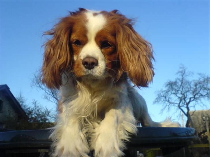 Cavalier king charles spaniel Simba R.I.P <3 billede 11