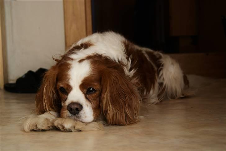 Cavalier king charles spaniel Simba R.I.P <3 - ***NYT*** 29/05-2010 Ligger og slapper af (: billede 12