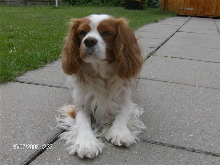 Cavalier king charles spaniel Simba R.I.P <3 - :) billede 13
