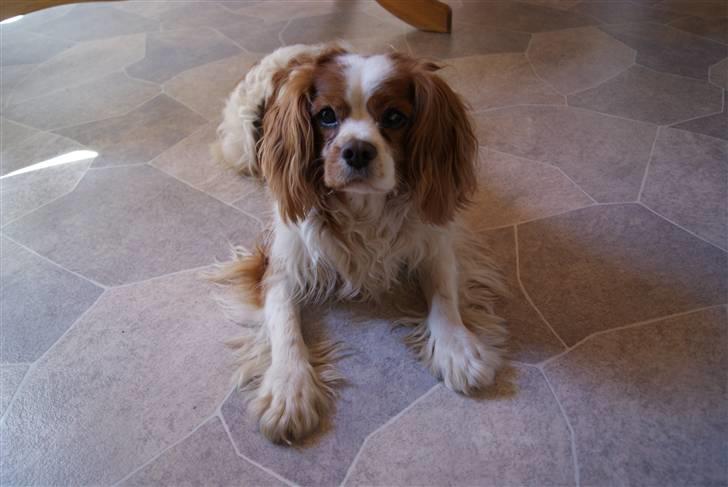 Cavalier king charles spaniel Simba R.I.P <3 - Jeg savner dig basse <3 R.I.P billede 14
