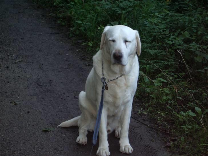 Labrador retriever Melicmark Make a move - Han er bare dejlig billede 1