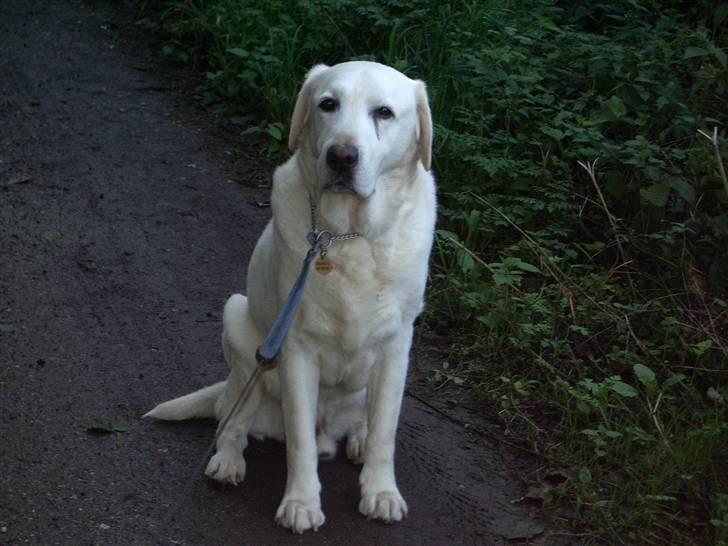 Labrador retriever Melicmark Make a move - sider  billede 2