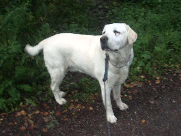 Labrador retriever Melicmark Make a move - Snudser billede 3