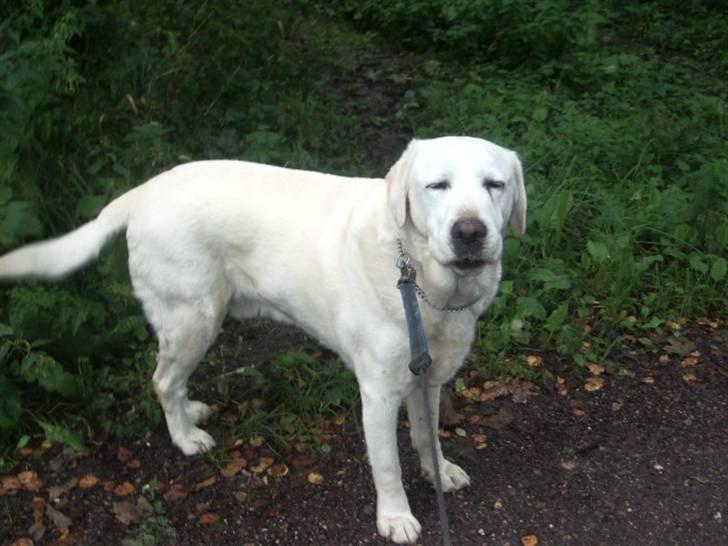 Labrador retriever Melicmark Make a move - min flotte hund  billede 4