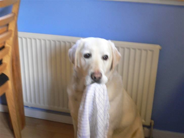 Labrador retriever Melicmark Make a move - med sutteklud han gør alt for opmærksomhed billede 6