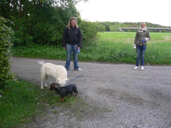 Labrador retriever Melicmark Make a move - Victor og Kalle billede 7