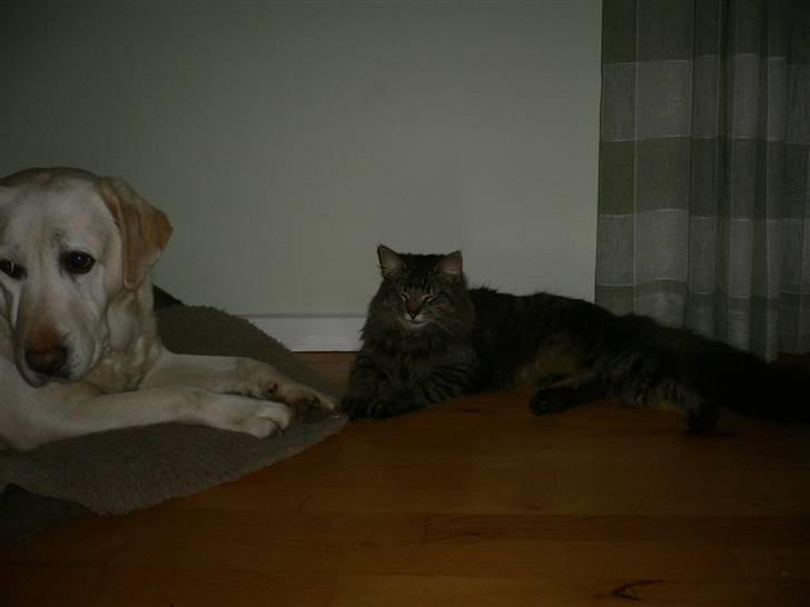Labrador retriever Melicmark Make a move - Han er ikke så meget for at dele med en KAT! billede 8