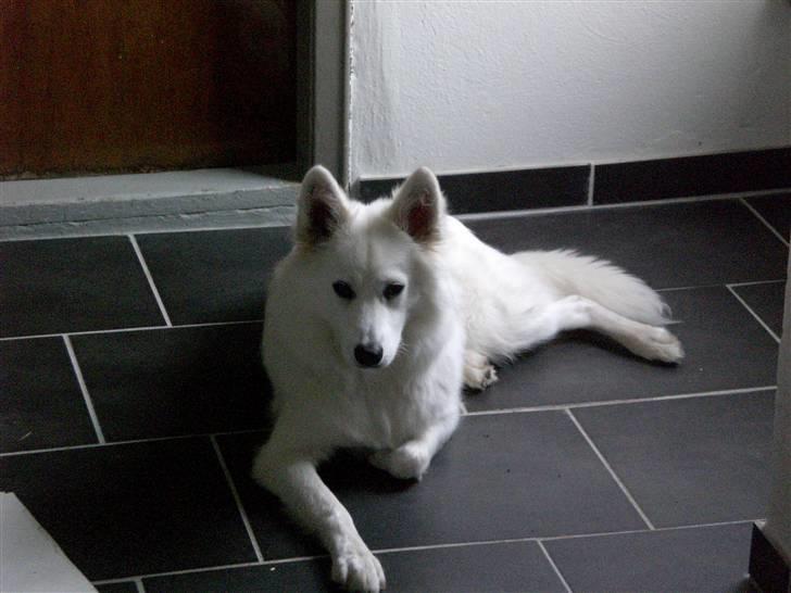 Samojedhund Zenta - Der er dejlig koldt på bryggersgulvet. billede 17
