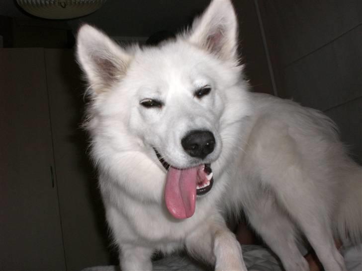 Samojedhund Zenta - Taget i et godt øjeblik, hvor jeg kommer løbende og hopper op i sengen! billede 18