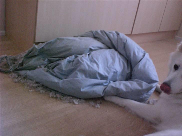 Samojedhund Zenta - Taget på fersk gerning! billede 19