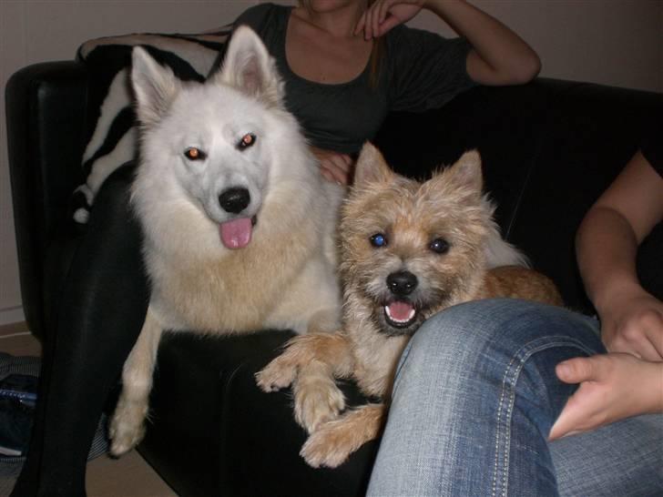 Samojedhund Zenta - Min bedste ven, Oscar! Vi slapper af efter at have leget og gjort os beskidte. billede 20